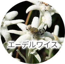 美容保湿成分画像