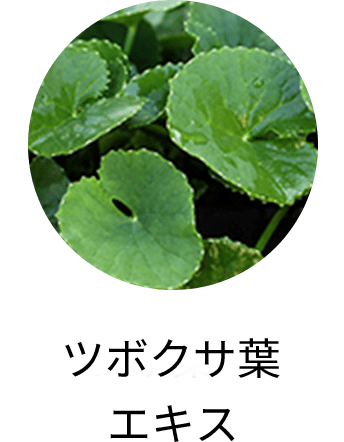 ツボクサ葉エキス