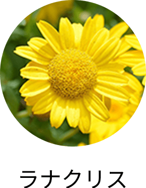 ラナクリス