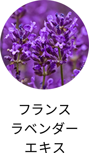 フランスラベンダーエキス