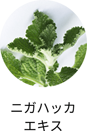 ニガハッカエキス