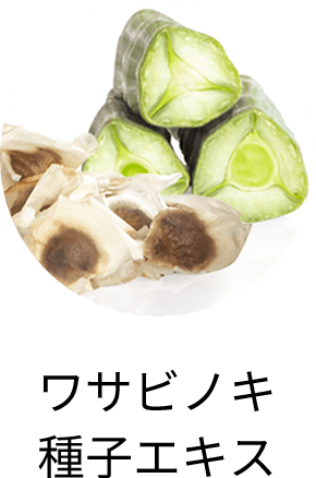 ワサビノキ種子エキス