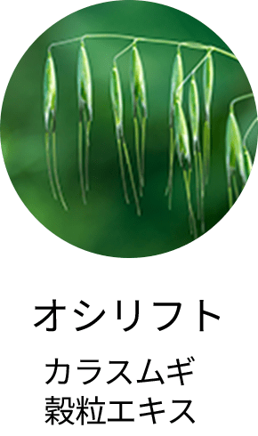 オシリフトカラスムギ穀粒エキス