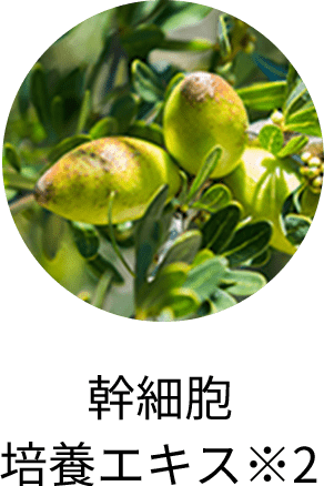 幹細胞培養エキス※2