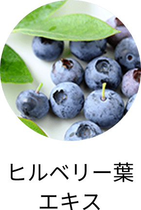 ヒルベリー葉エキス